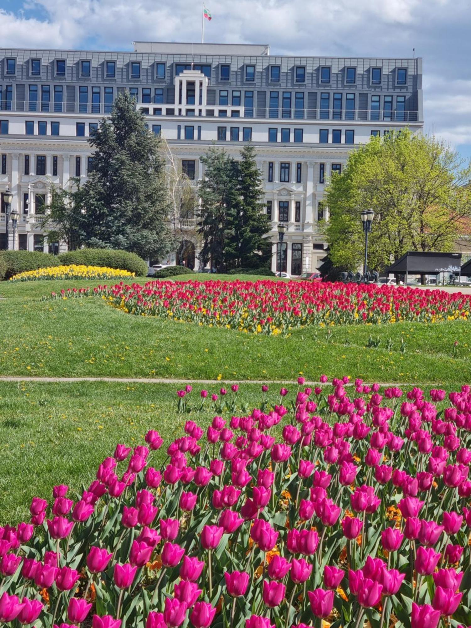 Tulip Dreamland Sofia