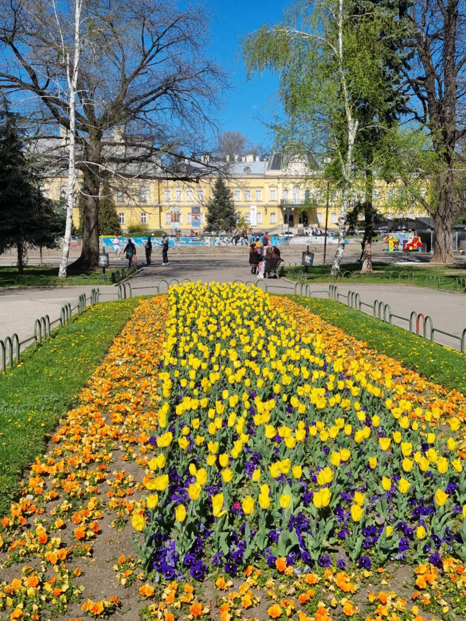 Tulip Dreamland