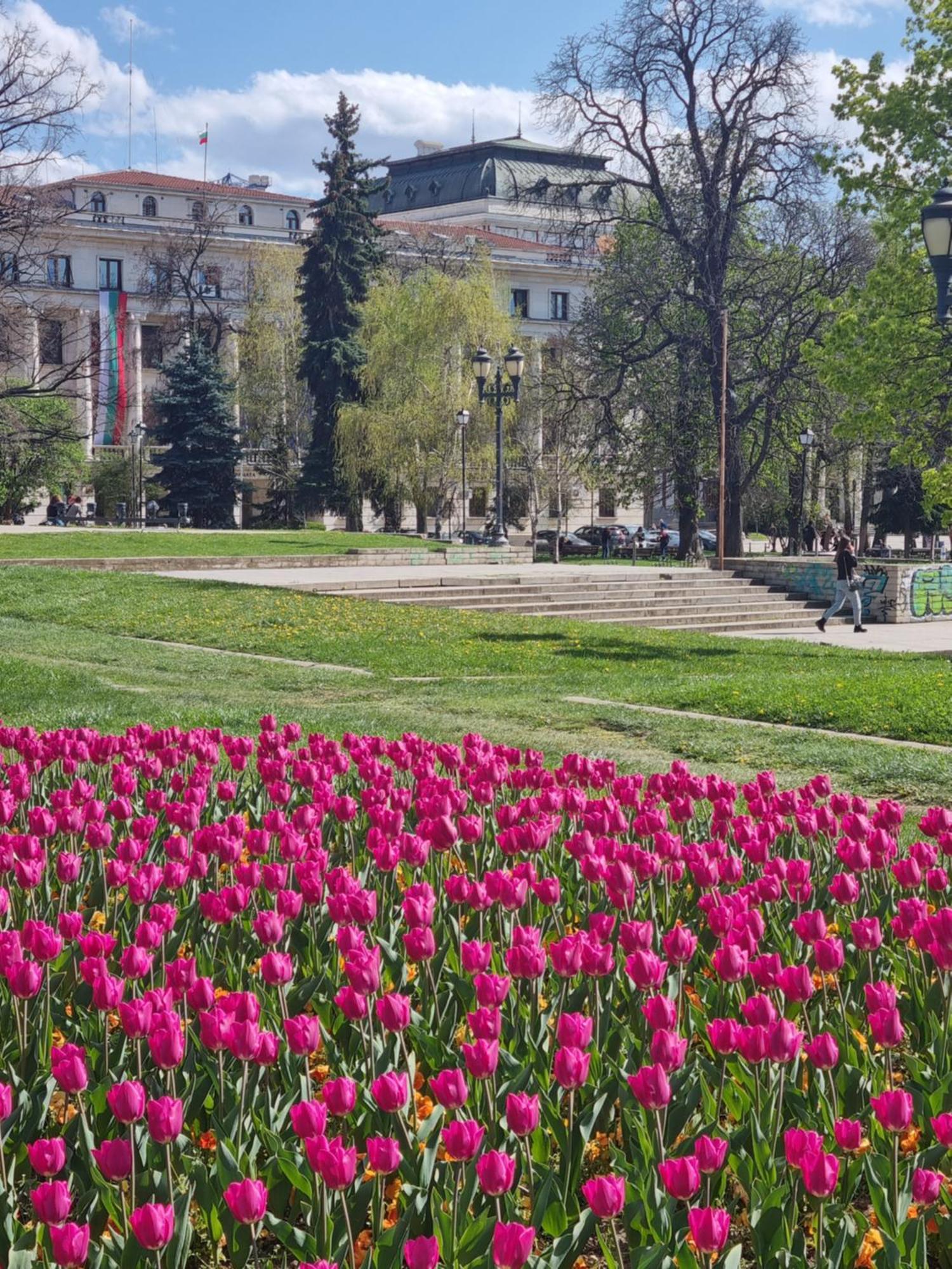 Tulip Dreamland